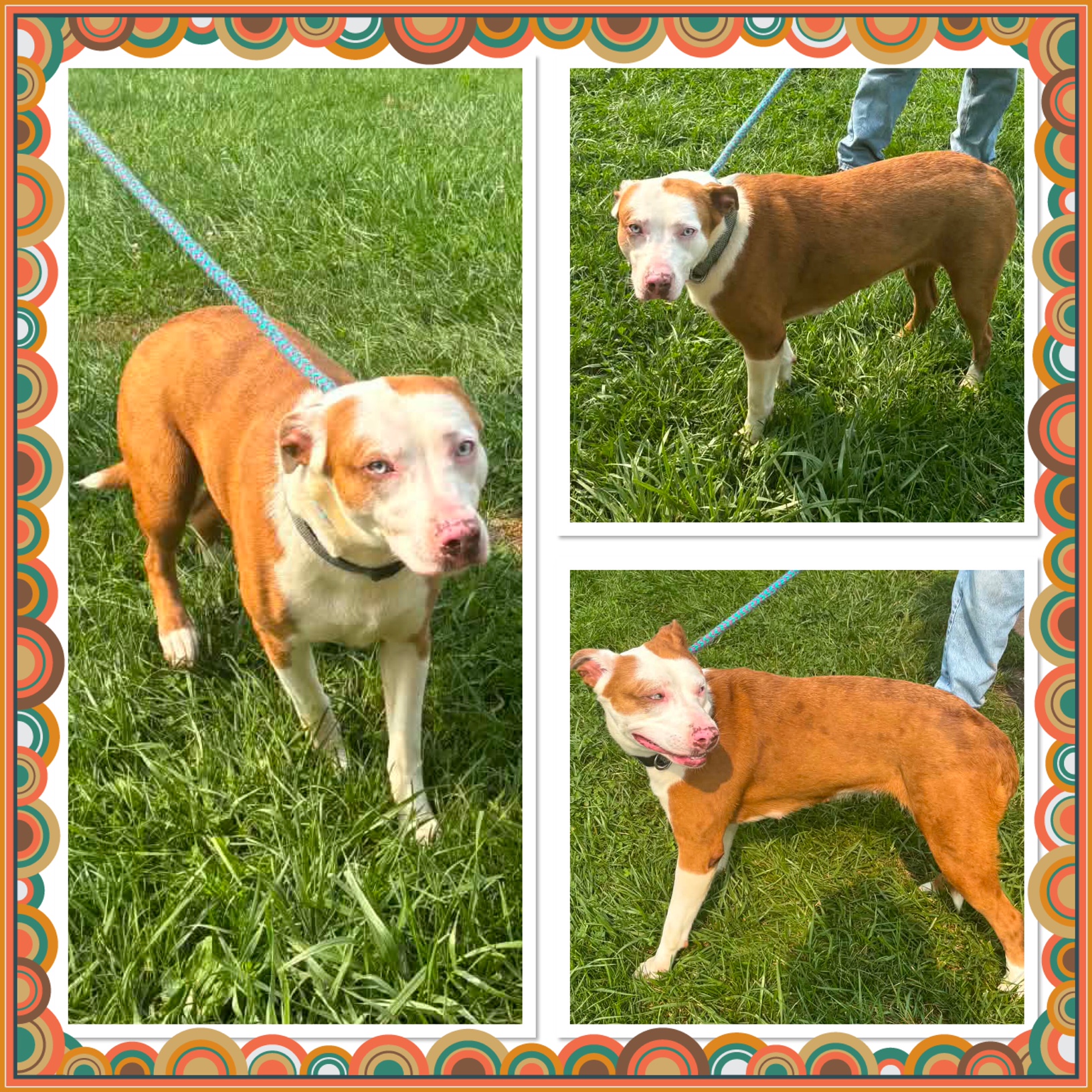 (View)